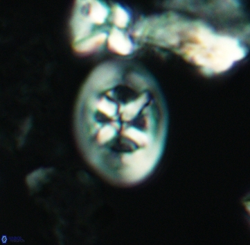 Chiastozygus bifarius 3221