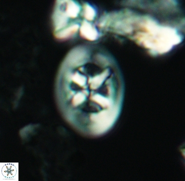 Chiastozygus bifarius 3221