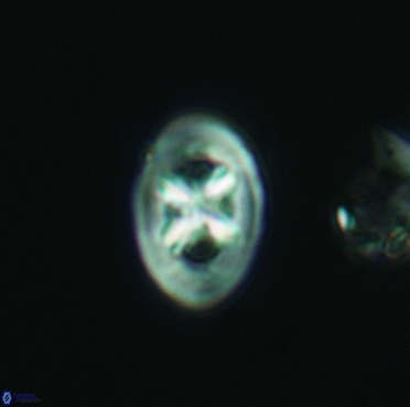 Chiastozygus bifarius 3377