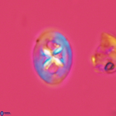 Chiastozygus bifarius 3378