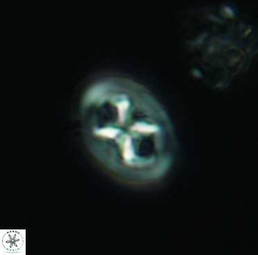 Chiastozygus bifarius 3379