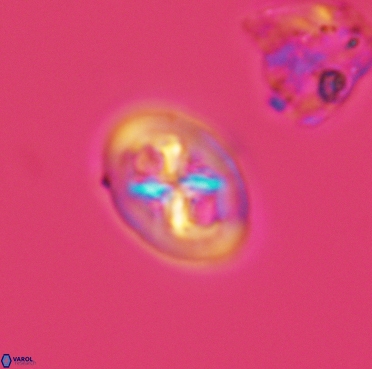 Chiastozygus bifarius 3380