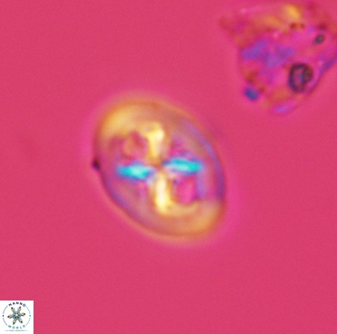 Chiastozygus bifarius 3380