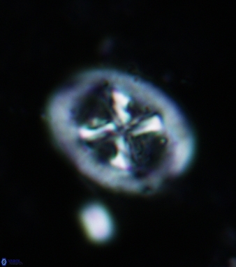 Chiastozygus garrisonii 862