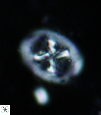 Chiastozygus garrisonii 862