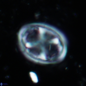 Chiastozygus garrisonii 863