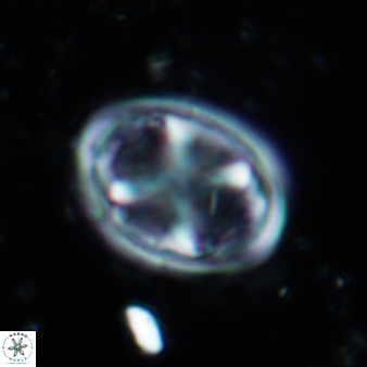Chiastozygus garrisonii 863