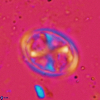 Chiastozygus garrisonii 864