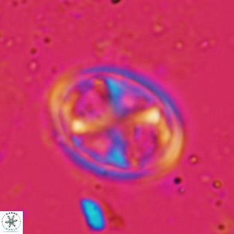 Chiastozygus garrisonii 864