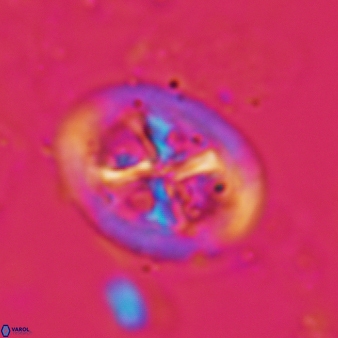 Chiastozygus garrisonii 865