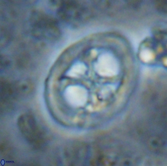 Chiastozygus fessus 13954