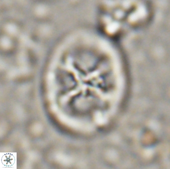 Chiastozygus fessus 13955