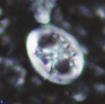 Chiastozygus fessus 13956