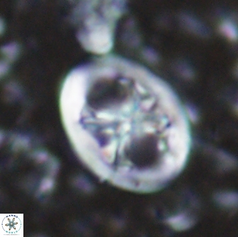 Chiastozygus fessus 13956