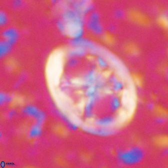 Chiastozygus fessus 13957