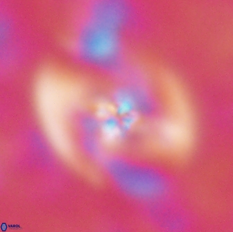 Chiastozygus fessus 13959