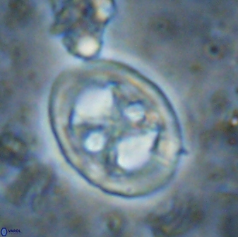 Chiastozygus fessus 13952