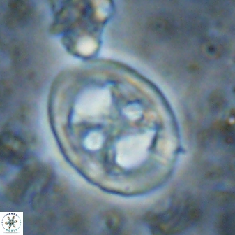 Chiastozygus fessus 13952