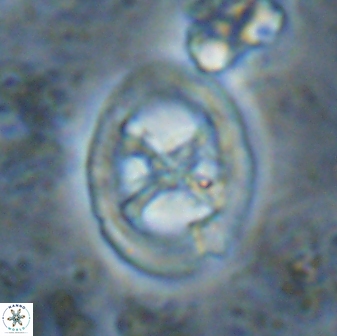 Chiastozygus fessus 13953
