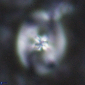 Chiastozygus fessus 13964