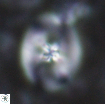Chiastozygus fessus 13964