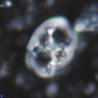 Chiastozygus fessus 13965