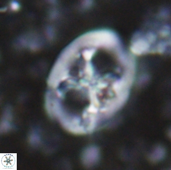 Chiastozygus fessus 13965