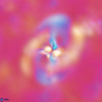 Chiastozygus fessus 13967