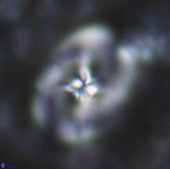 Chiastozygus fessus 13968