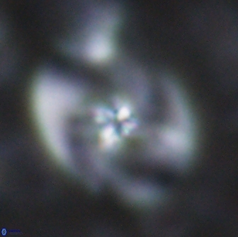 Chiastozygus fessus 13960