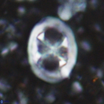 Chiastozygus fessus 13961