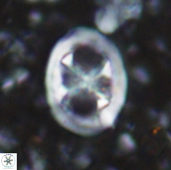 Chiastozygus fessus 13961