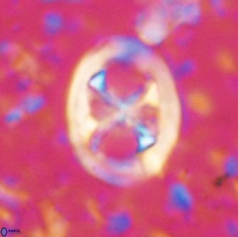 Chiastozygus fessus 13962