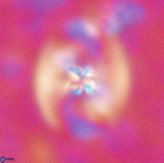 Chiastozygus fessus 13963