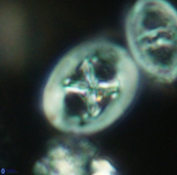 Chiastozygus fessus 3929