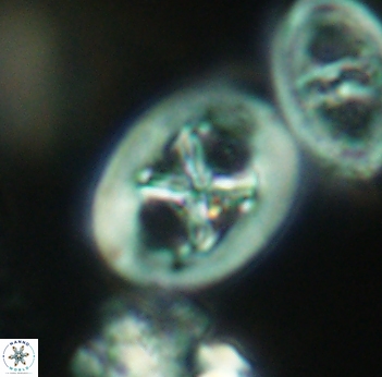 Chiastozygus fessus 3929
