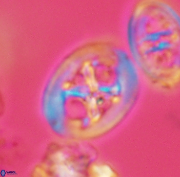 Chiastozygus fessus 3930