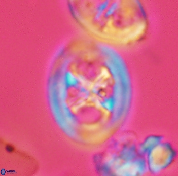 Chiastozygus fessus 3931