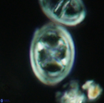 Chiastozygus fessus 3932