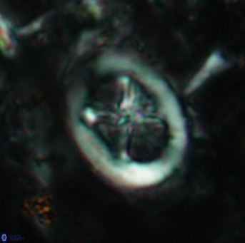 Chiastozygus fessus 6143