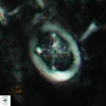 Chiastozygus fessus 6143