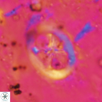 Chiastozygus fessus 6144