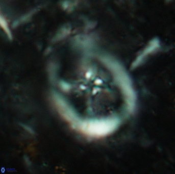 Chiastozygus fessus 6145