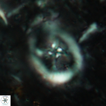 Chiastozygus fessus 6145
