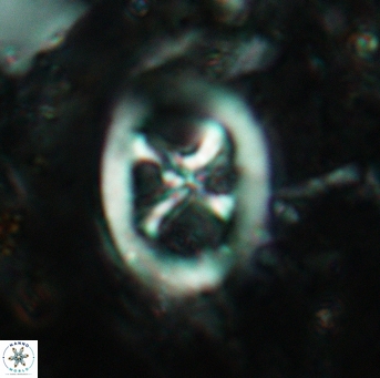 Chiastozygus fessus 6147
