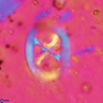 Chiastozygus fessus 6148