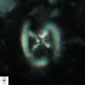 Chiastozygus fessus 6149