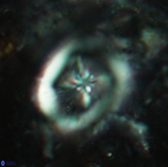 Chiastozygus fessus 6152