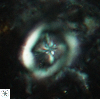 Chiastozygus fessus 6152