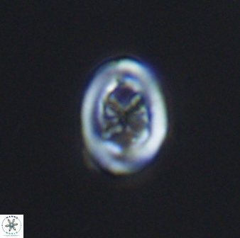 Chiastozygus spissus 7885